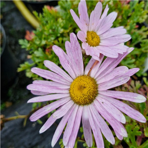 Chrysanthemum Weyreichii